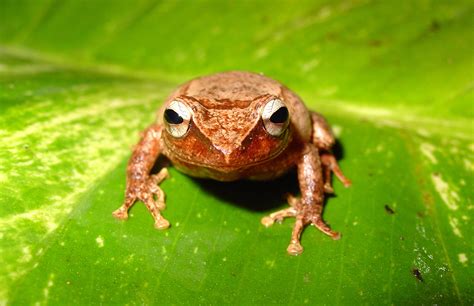 Coquí fossil from Puerto Rico takes title of oldest Caribbean frog ...