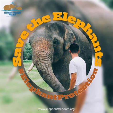 What You Need To Know When Visiting An Elephant Jungle Sanctuary In ...