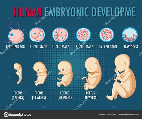 Ilustração Infográfica Desenvolvimento Embrionário Humano Vetor De