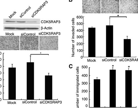 Knockdown Of CDK5RAP3 Suppressed HCC Cell Migration And Invasiveness