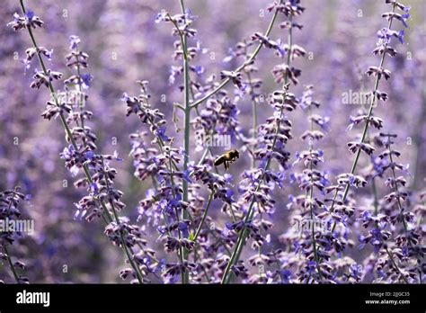 Salvia Yangii Blue Spire Hi Res Stock Photography And Images Alamy