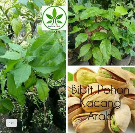 Jual Bibit Tanaman Buah Kacang Arab Pohon Kacang Arab Amazon Garbanzo