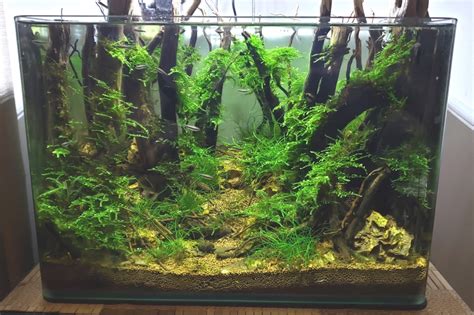 Step By Step Guide: How To Create A Forest Style Planted Aquarium – AQUAPROS