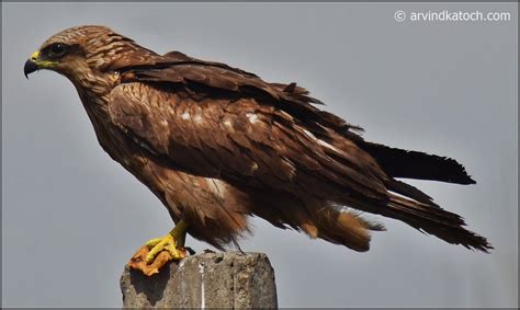 Indian Spotted Eagle Identification