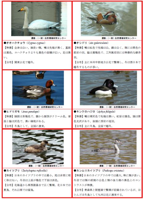 野鳥における高病原性鳥インフルエンザに係る対応について 福島県伊達市公式ホームページ