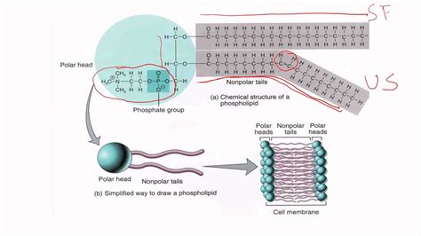 Lipids Part 2 Youtube