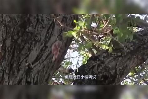 男子捡到一只“无毛生物”，本以为是刺猬，结果越养越不对劲刺猬结果生物