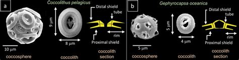 Coccolithus Pelagicus And Gephyrocapsa Oceanica A Scanning Electron