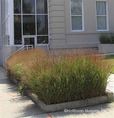 Switchgrass Shenandoah