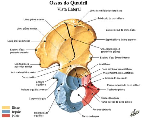 Ossos Dos Mmii Lio Squio E P Bis Anatomia Papel E Caneta Papel