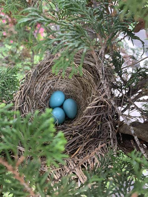 Look at the color of the robins eggs : r/interestingasfuck