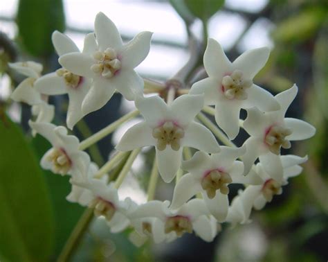 Hoya Australis Subsp Rupicola