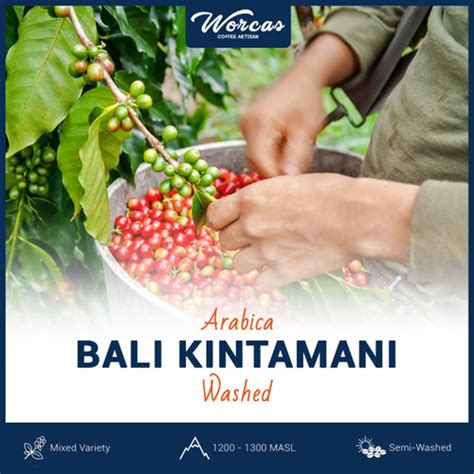 Jual Bali Kintamani Arabica Green Bean 1Kg Biji Kopi Mentah Jakarta