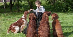 Irish Setter Breed Guide (Lifespan, Size & Characteristics)