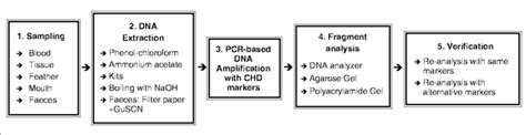 The Five Stages Of The Molecular Sex Typing Process Download