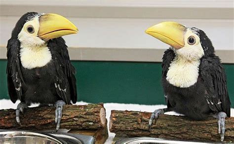 Newborn Toucan