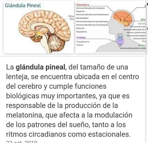 Que Es La Glandula Pineal Brainly Lat