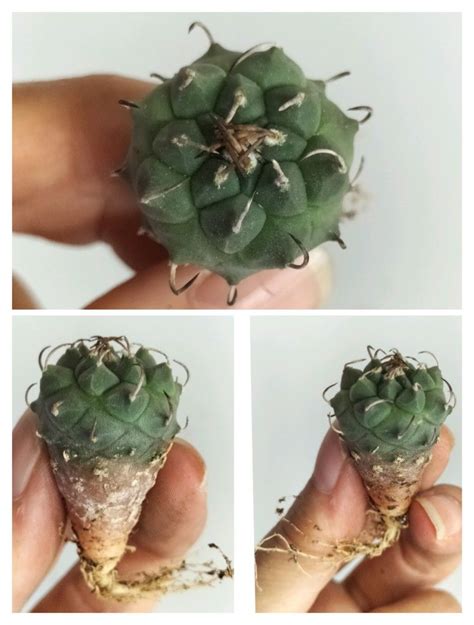 Ariocarpus Cauliflower Multi Heads Gymnocalycium Friedrichii Lb