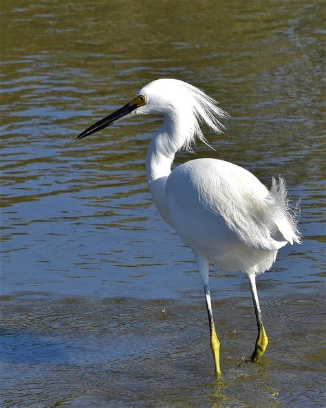 Snowy Egret Photograph By Dwight Eddington Fine Art America