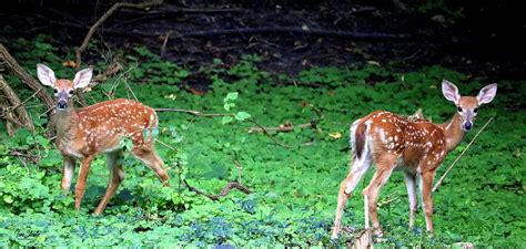 Fawns Photograph By Tom Strutz Fine Art America