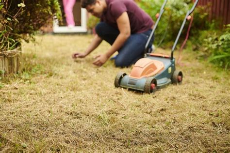 What Are Signs Of A Heat Stressed Lawn And What Can You Do About It