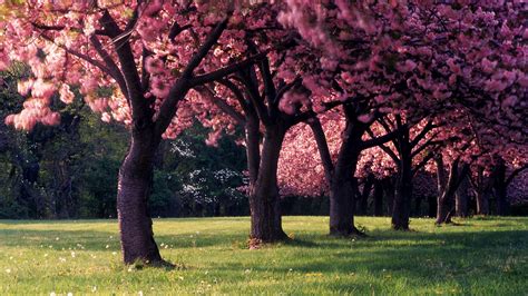 Spring Blossoms Hd Wallpaper Of Pink Flowering Trees In Nature