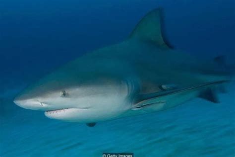 Una Turista Hacía Snorkel Junto A Su Familia Y Murió Tras Ser Mordida Por Un Tiburón La Nacion