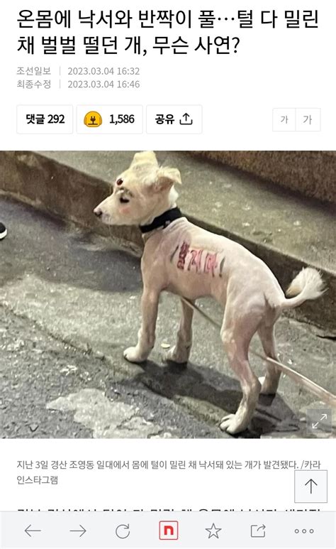 블라인드 반려동물 댕댕이 가혹 사건 네이트 터짐