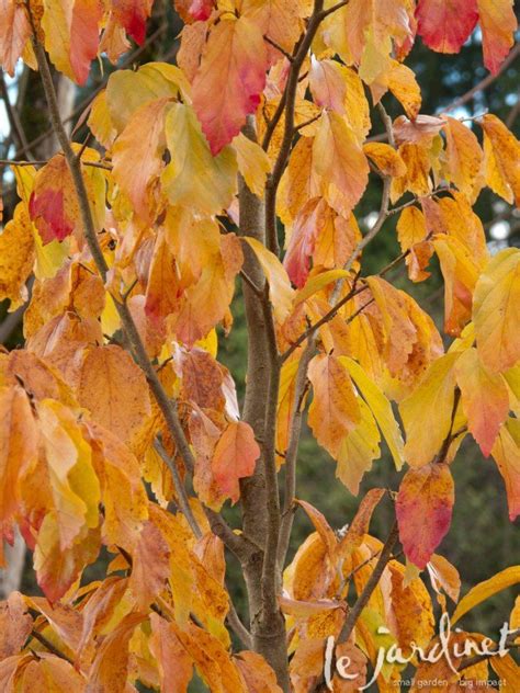 Parrotia Ruby Vase Iron Garden Decor