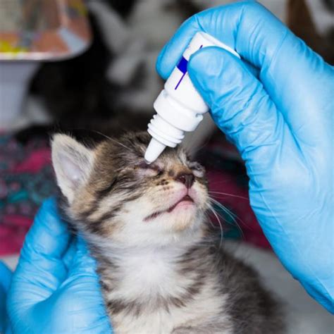 detrás santo Sarabo árabe terramicina pomada oftalmica para gatos