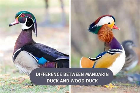 Difference Between Mandarin Duck And Wood Duck