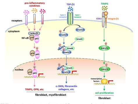 Figure From Microenvironmental Alterations In Carbon Nanotube Induced