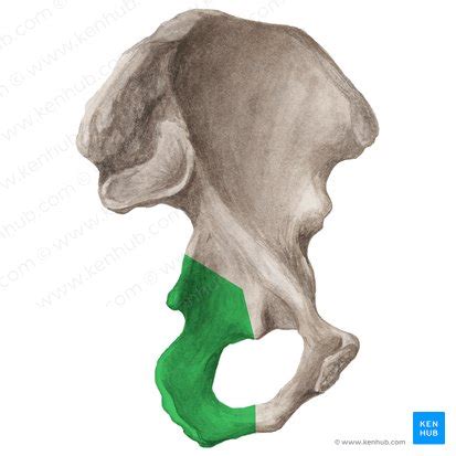 Ísquio Anatomia estrutura e partes Kenhub