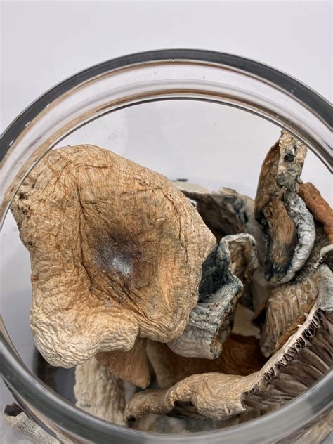 Jedi Mind Fuck Magic Mushrooms