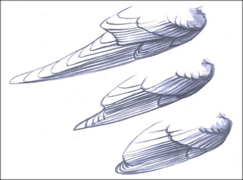 Wing basics by David Sibley - BirdWatching