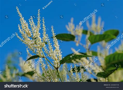 Flowering Japanese Knotweed Fallopia Japonica Stock Photo 2200897739