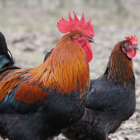 Black Copper Marans Archives - Sunbird Farms