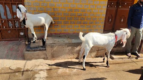 Hyderabadi Gulabi Breeder Bakra In Hyderabad Vattepally Hyderabadi