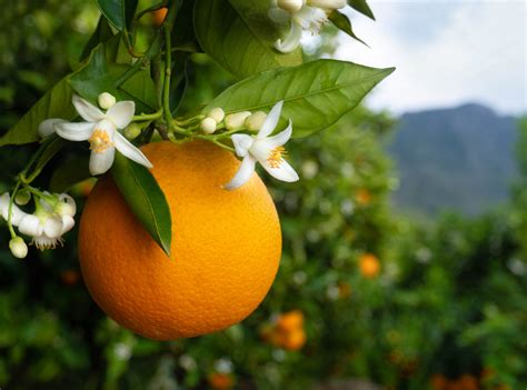 Les Oranges Vari T S Saison Et Astuces De Cuisine R Gal