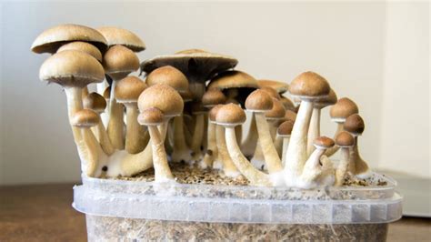 Oakland Considers Decriminalizing Psychedelic Mushrooms Kqed