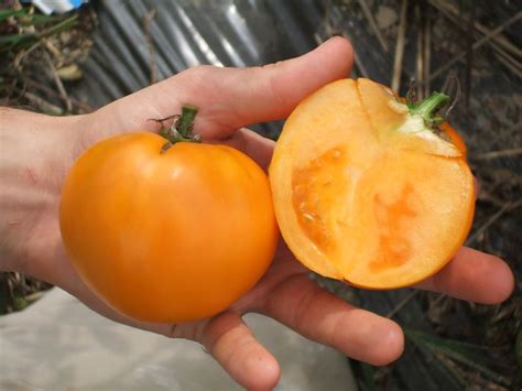 Golden Jubilee Organic Slicing Tomato Fedco Seeds