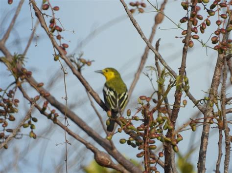 Bird Nature Wild Forest - Free photo on Pixabay - Pixabay