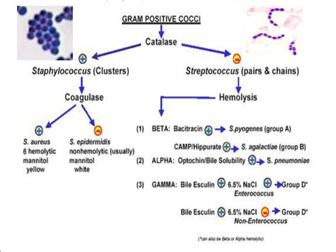 Ppt Gram Positive Cocci Gpc Powerpoint Presentation Free Download Id6660508