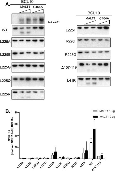 In Vitro Cleavage Assay Of BCL10 And Mutants By MALT1 A His Tagged