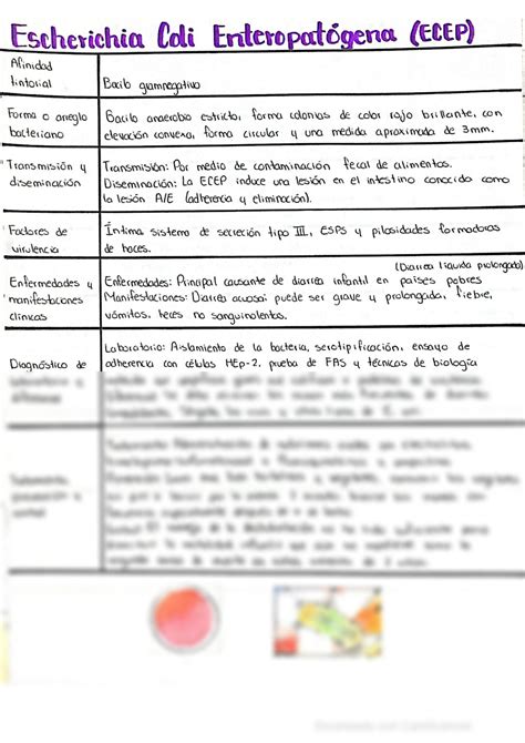 Solution Cuadros Bacterias De Digaestivo Studypool