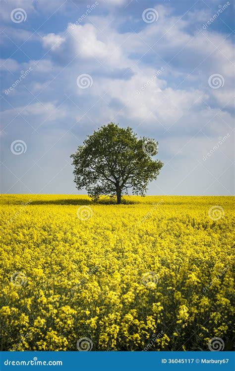 Rapeseed And Tree Stock Image Image Of Yellow Vertical 36045117