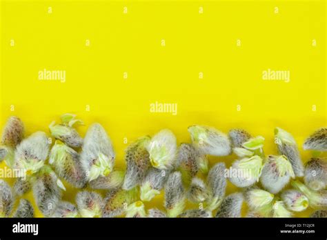 Abstract Background Of Expanded Pussy Willow Buds On Yellow Background With Copy Space Stock