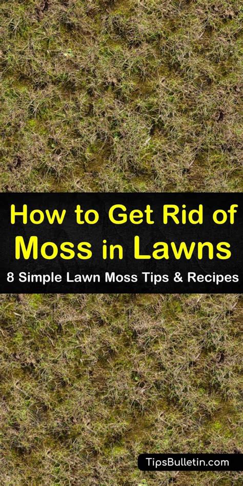 8 Simple Ways To Remove Lawn Moss Lawn Treatment Moss Lawn Lawn Care Business