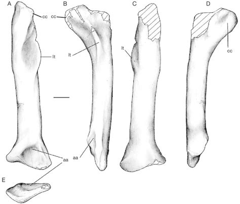 Mapusaurus Roseae N Gen N Sp Left Tibia Mcf Pvph 10868 A Download Scientific Diagram