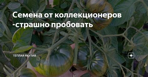 Семена от коллекционеров -страшно пробовать | Тёплая Якутия | Дзен